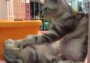 Kedi Masajı.. İnsan Bakarken Bile Rahatlıyor.. :))