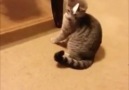 Kedi Nasıl Trollenir