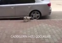 KEDİNİN AİR İLE İMTİHANI