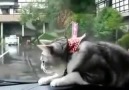 Kedinin araba sileceğiyle savaşı :)