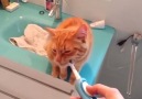 Kedinin diş fırçasıyla aşkı