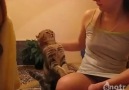 Kedinin kıza dokunuşuna bakın :):):)