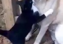Kedinin köpeğe aşkı