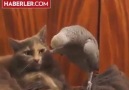 Kedinin Sınırlarını Zorlayan Bir Hayli Sevimli Papağan