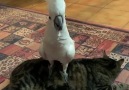 Kedinin üzerinde havlaya bir papağan. Bundan daha absürt ne olabilir ki