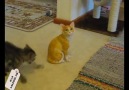 Kedi Oynamak İsterse...