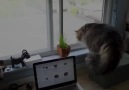 Kedi Pencereye Saldırırsa!