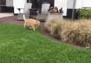 Kedi savaşları. )