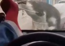 Kedi senden daha akıllı birader