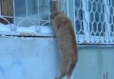 Kedi sevgilisi için düz duvara tırmanırsa