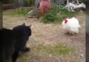 Kedi Sevmeyen Tavuk