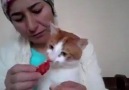 Kedisini çocuğunu sever gibi sevmek ) - Kedi Dostlarımız