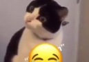 Kedi şokta - Hanımca Paylaşımlar
