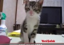 Kedi uyuklarsa...