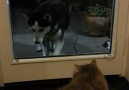Kedi ve Köpek anlaşamazlar ise  kapi araya giren olur....