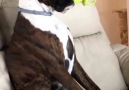 Kedi Ve Köpek Komik Videolar en pleine... - Kedi Ve Köpek Komik Videolar