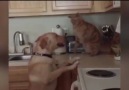 Kedi ve Köpekler arasındaki komik ve ilginç hareketler )