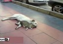 Kedi ve köpekten kardeşlik dersi