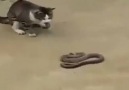 Kedi ve yılanın düellosu!