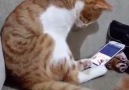 Kedi Videosu İzlerken Şarkının Etkisi ile Damara Bağlayan Sarman