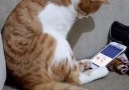 Kedi Videosu İzleyip Çalan Şarkı ile Beraber Duygusallaşan Efk...