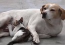 Kediye Annelik Yapıp Emziren Sokak Köpeği Kaynak AA