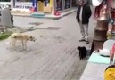 Kediye atar yapan köpek D