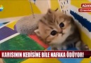Kediye nafaka ödeyen Adanalı.