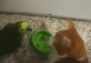 Kediye sataşan papağan