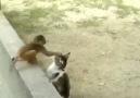 Kediyi Kızdıran Muzip Maymun