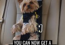 Keep your dog safe in car rides with this dog seat belt