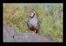 Keklikler ve Palazları