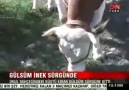 Kemal'in Büstünü yıkan inek sürgünde!