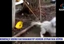 KEMENÇE SESİNE DAYANAMAYIP HORON OYNAYAN KÖPEK