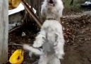 Kemençe Sesini Duyar Duymaz Horon Oynamaya Başlayan Sevimli Köpek