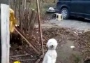 Kemençeye dayanamayan köpek kajssdkja