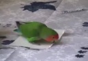 Kendine Kağıttan Kuyruk Yapan Papağan