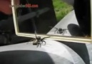 Kendini Aynada Gören Örümcek...