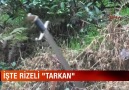 Kendini Tarkan Olmaya Adayan Rizeli