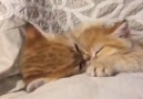 Kendisinin Uyumadığı Yetmezmiş Gibi Kardeşine de Rahat Vermeyen Kedi