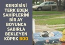 Kendisini Terk Eden Sahiplerini Bir Ay Boyunca Bekleyen Köpek ...