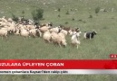 KENT TÜRK - -KUZULARA ÜFLEYEN ÇOBAN (ÖZEL)-Fenomen...