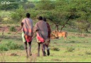 3 Kenyan men Defeat 15 Lions!!!