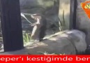 Kepeer'i kestiğimde ben :D