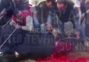 Kesilirken LA İLAHE İLLALLAH DİYEN KURBANLIK.. 18
