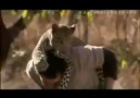 Kevin Richardson (Aslan Adam) büyük kedilerle muhteşem dostluğu