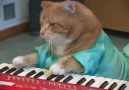 Keyboard Cat REINCARNATED!