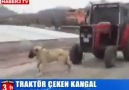 3500 Kg'lik Traktörü Çeken Kangal