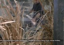 Kıbrıs Hasır Sandalye Yapımı -  Traditional Cyprus Straw Chair