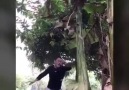 Kicking down a tree.